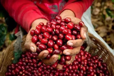 Flavor characteristics and differential description of three varieties of coffee beans introduction to the main producing countries