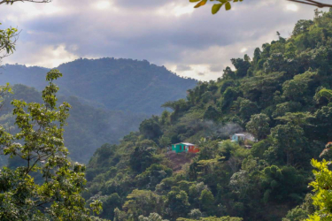 Introduction to the characteristics and taste of coffee beans in St. Thomas, the origin of Jamaican Blue Mountain Coffee