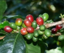 Common roasting methods of coffee beans General knowledge of fine coffee