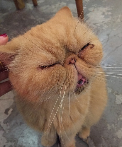 Xi'an specialty cafe recommends bean owner's cat coffee.