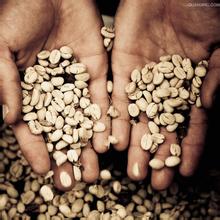 The history and culture of coffee and its advantages and disadvantages to the human body