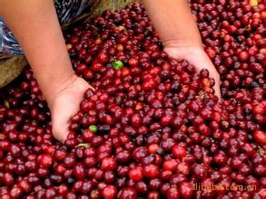Coffee raw beans, also known as coffee cherries, knowledge of coffee raw beans