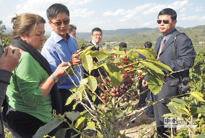 Taiwan coffee is low in quantity and fine in quality. Lu Pu'er coffee is cheap.