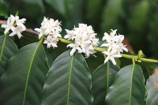 Coffee trees, raw coffee beans and ripe beans tell you what coffee is.