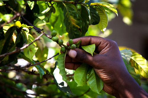 Boutique coffee beans-Rwandan coffee makes you understand the charm of individual coffee