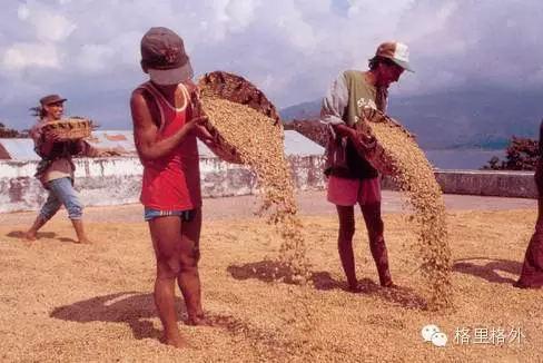 The process of coffee beans from planting and picking to the process of processing coffee beginners