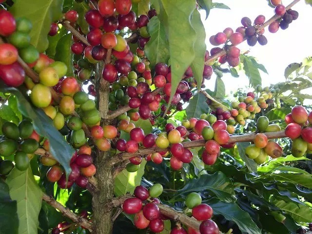What is Rainforest Alliance Certified Rainforest Alliance?