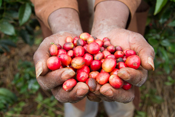 A detailed introduction to the characteristics of coffee from eight major producing areas of Guatemala