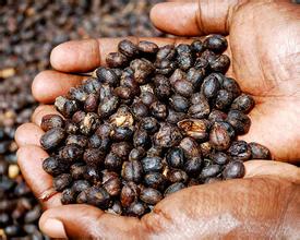 Ethiopian Coffee Fine Coffee Yega Chevy Coffee