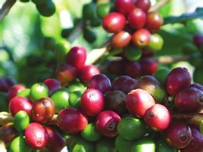 The efficacy and function of Yunnan Coffee points for attention in drinking Yunnan Coffee