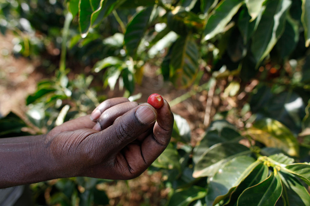 The Origin of Coffee name and the introduction of long History and Culture Coffee must be seen by beginners