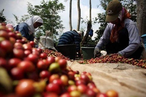 The 40% increase in exports of the coffee industry in Honduras this year has greatly enhanced the status of coffee.