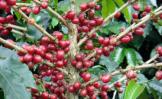Boutique coffee beans: Ethiopian Sidamo Lion King sun-dried coffee beans