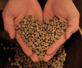 The latest introduction of Rosa Coffee Fine Coffee beans