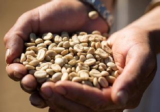 The latest introduction to the treatment of coffee raw beans