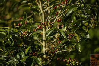 Introduction of Coffee Manor: introduction of three basic manors: Raminita, Sigri and Duran Farm