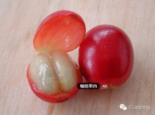 Coffee Nose (11/12): Fermented in Defect Group (2/3)