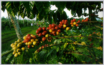 World Coffee Estate: Finca Loma La Gloria La Gloria. About the Manor