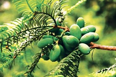 Coffee cultivation: what are the differences between different tree-shaped coffee beans in different producing areas?