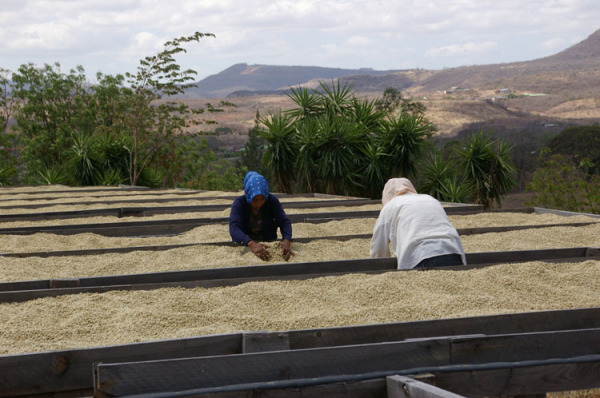 World Fine Coffee beans: a detailed introduction to the Classification of Coffee beans in Guatemala