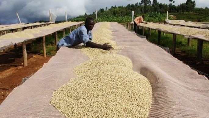 World boutique Coffee beans: a taxonomic introduction of Yega Snow Coffee beans in Ethiopia