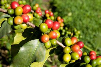 Introduction to high-quality coffee beans, Guatemalan coffee, fine coffee beans, coffee varieties