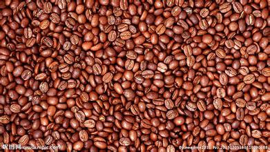 Coffee beans come in different shapes: what are flat beans, round beans and elephant beans?