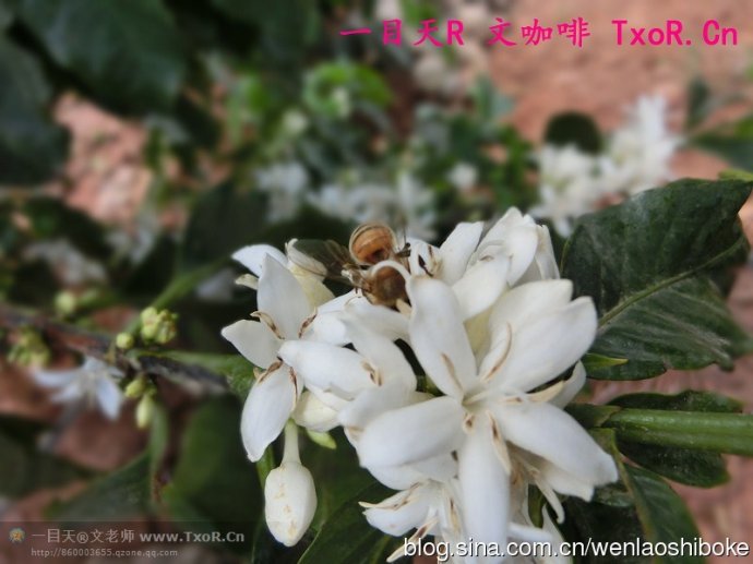 Introduction to the main points of coffee knowledge: what is the flowering cycle of coffee trees?