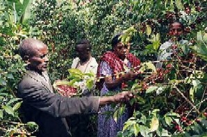 World boutique Coffee Manor beans: Yega Snow Flavor (part two) Wild Flavor in Ethiopia