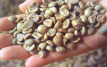 Detailed introduction of coffee beans: introduction of the classification characteristics and shapes of several kinds of defective beans