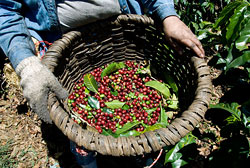 World Fine Coffee beans: a Classification of Costa Rican Coffee beans (Costarica Coffee)