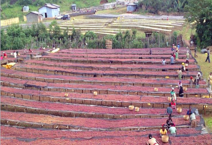World boutique Coffee Manor: KEFFA region of Ethiopia-an introduction to the birthplace of coffee
