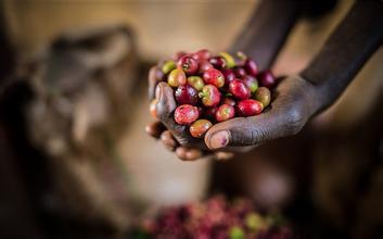 The reason for coffee beans: Arabica coffee originated from the ancestor of Ethiopian single coffee.
