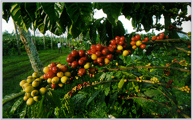 Coffee Estate Knowledge Points: Collection and classification of world boutique coffee estates in detail