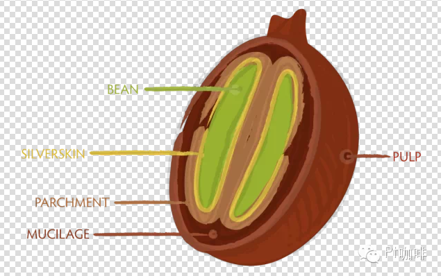 The evolution of coffee treatment: water washing, sun exposure and mixed treatment of coffee