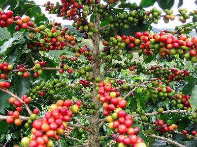 Coffee knowledge points: where does coffee come from? Deciphering the historical and cultural causes of coffee