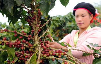 Detailed analysis and introduction of the operation techniques of coffee beans from picking to raw bean treatment.