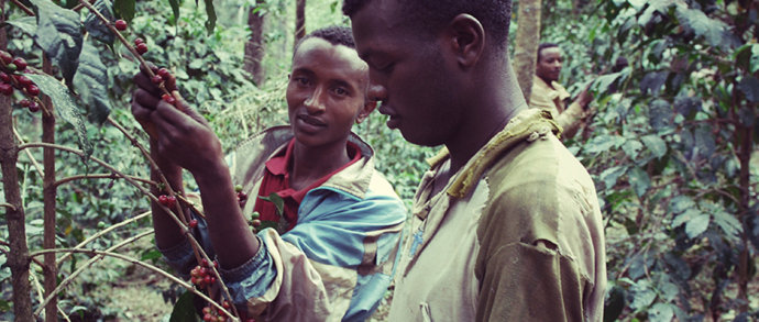 The harvest and processing flow and two basic processing methods of coffee beans in India and West Asia.
