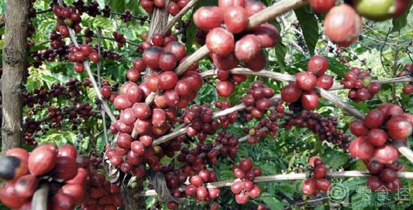 American producing area Costa Rica National Tarasu Coffee Bean acidity ideal fragrance unique strong characteristics