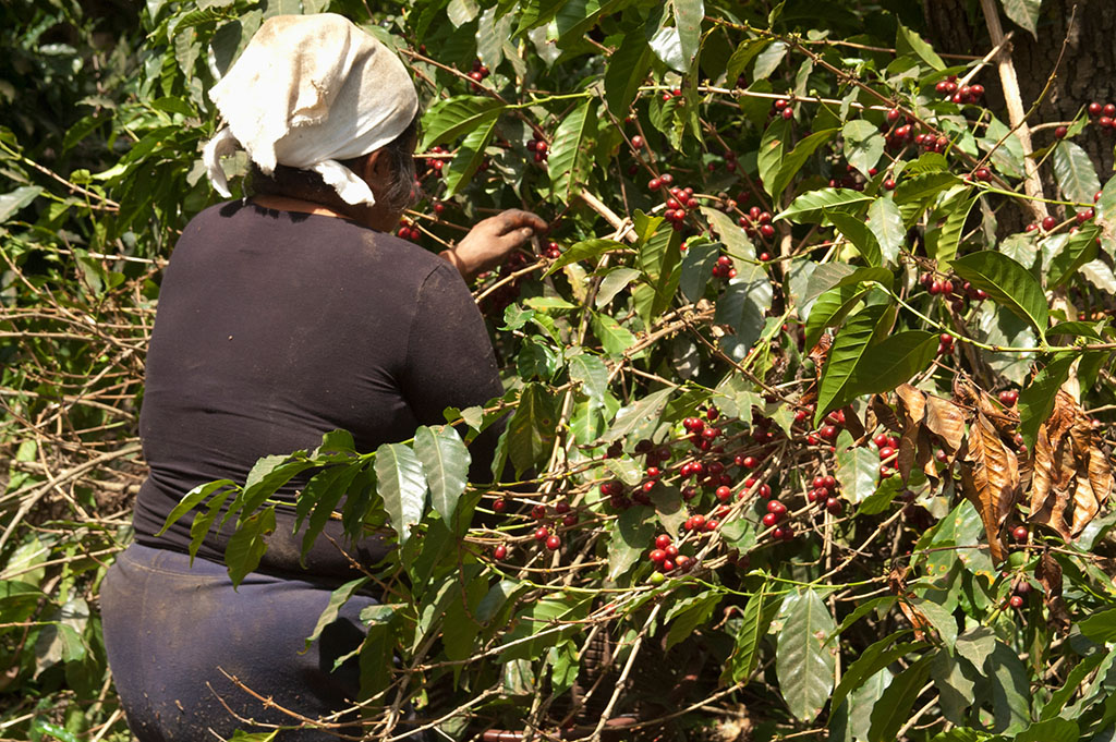 The national coffee beans of Guatemala in America have the characteristics of delicious and balanced taste.