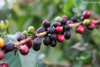 Burundian coffee beans in Africa have the characteristics of strong aroma and soft taste.