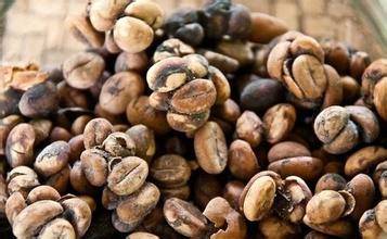 Civet Coffee Fine Coffee beans introduction to the latest Coffee