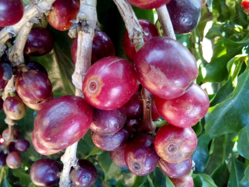 Kenyan coffee beans from Africa are characterized by their rich aroma and balanced acidity.