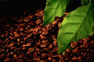 Boutique coffee beans Ethiopian coffee the latest coffee introduces a unique flavor full of taste