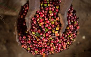 Boutique coffee beans Ethiopian coffee the latest coffee introduction unique flavor