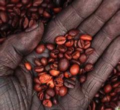 Boutique coffee beans the latest Ethiopian coffee introduces unique flavor and full taste