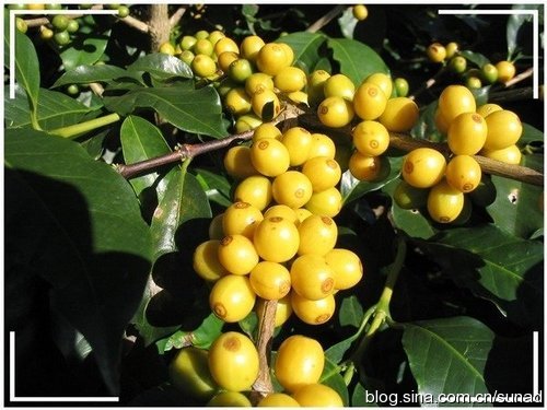 Brazilian Yellow bourbon Coffee: the most representative Brazilian coffee beans have round and thick sweetness.