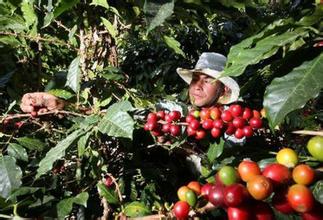 Introduction of flavor and taste characteristics of Asian coffee beans Santo Domingo coffee beans in Dominica