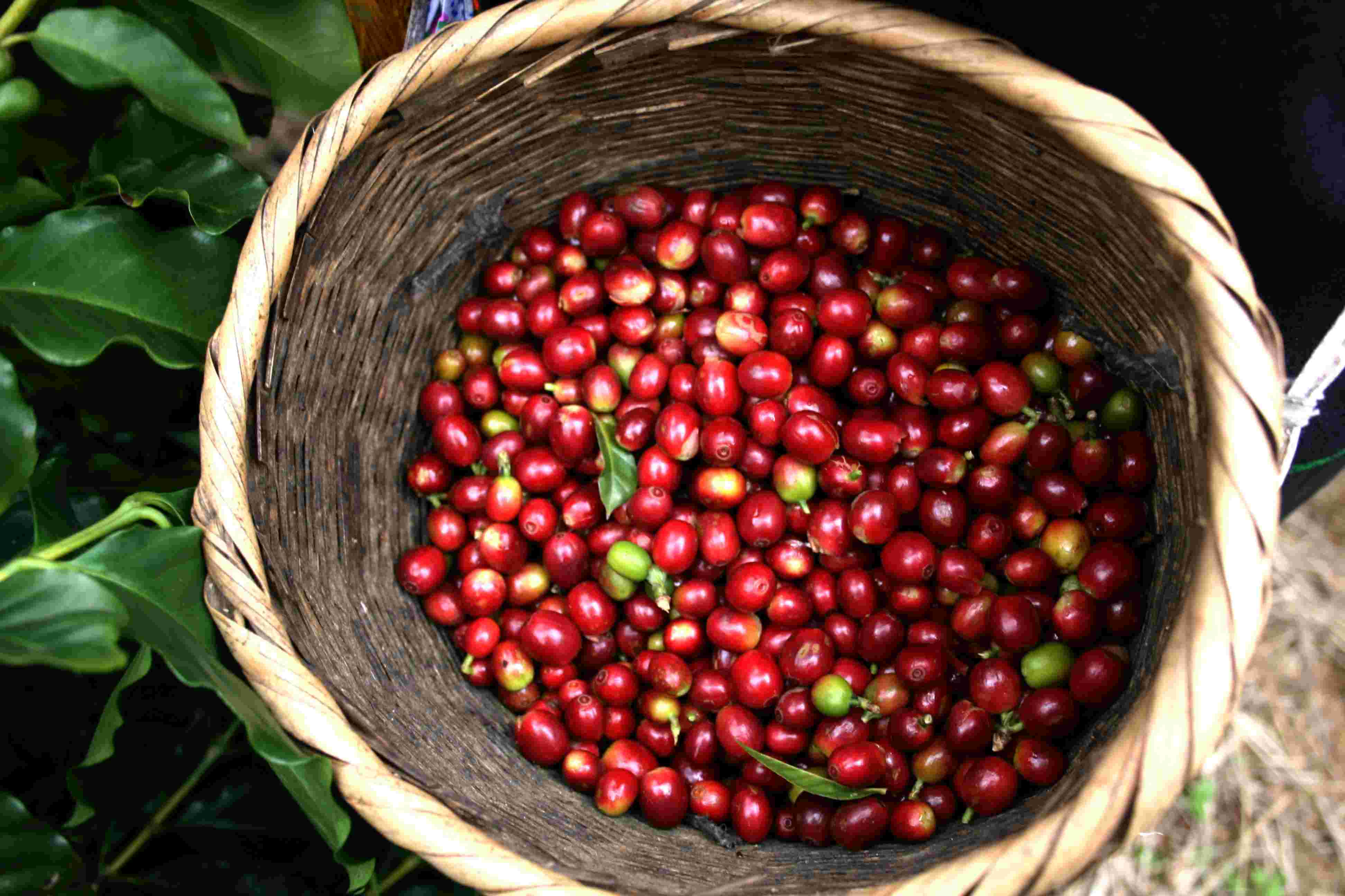 All information about Starbucks Antigua coffee beans in Guatemala