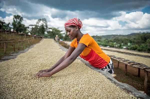 Yega Coffee Origin: Yega Snow Coffee G1 from Africa's most subversive coffee flavor and taste